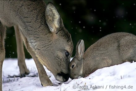 Biche et lapin se rencontrant dans la neige