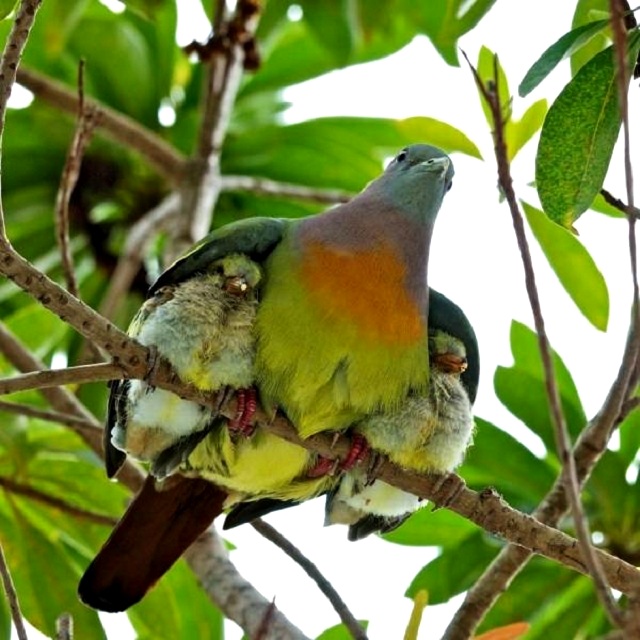 Maman pigeon et ses petits